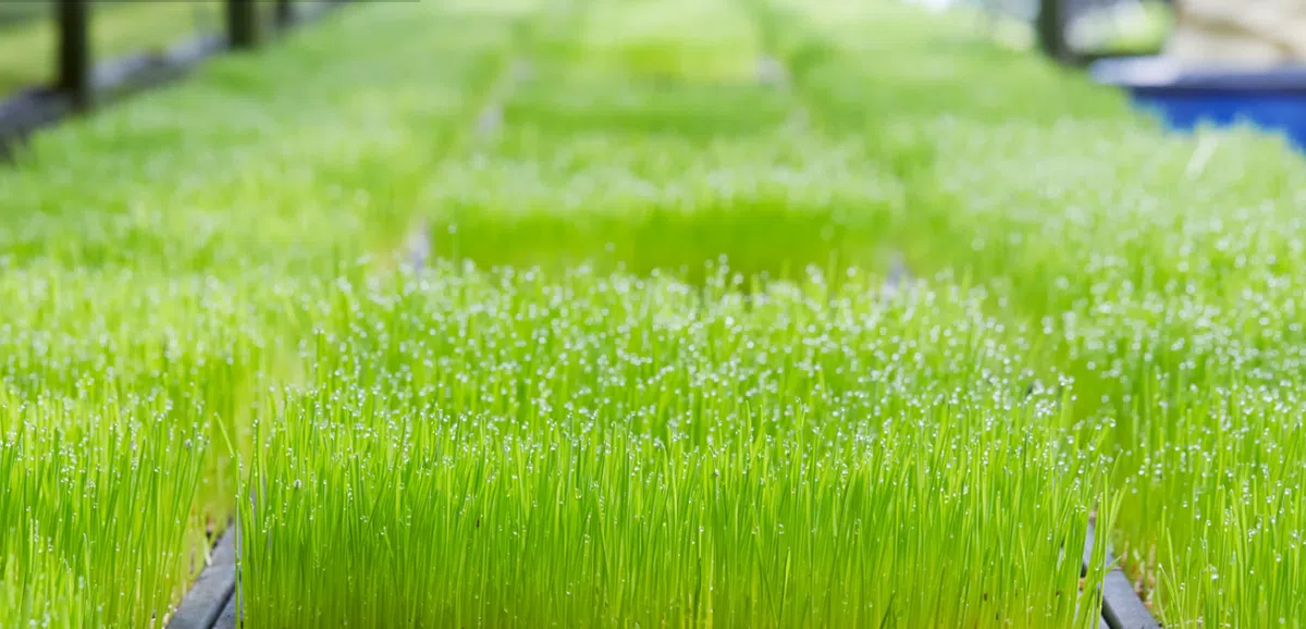  小麦草。（金源官网） 