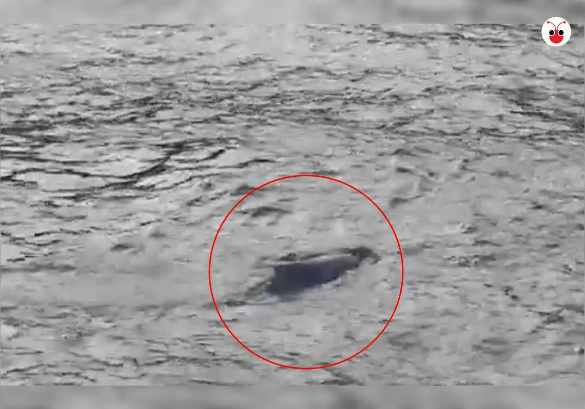 有网民在本地南部拉柏多自然保护区内的码头看到海豚（叶安琪制图）