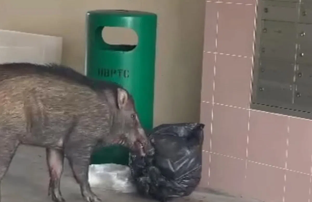近年有越来越多野猪到组屋区的垃圾桶觅食。（关爱动物研究教育协会视频截图）