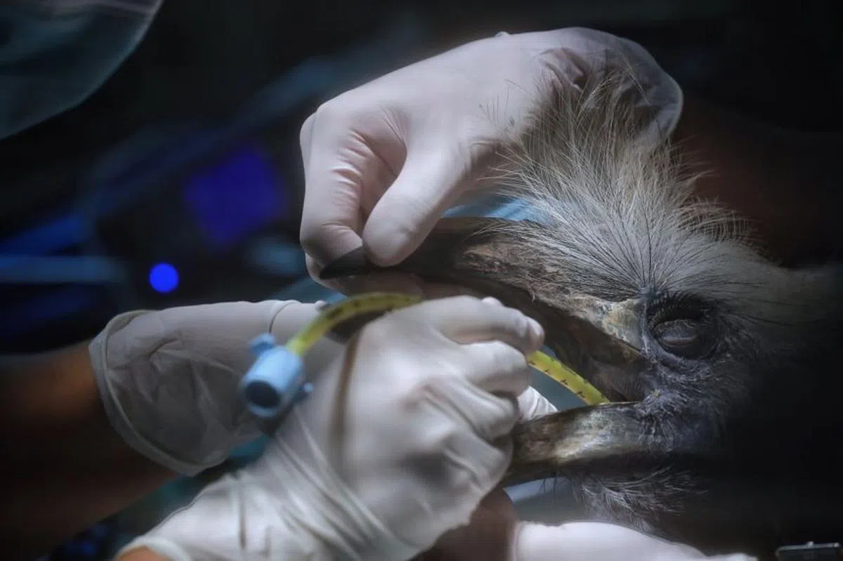  长冠犀鸟在内窥镜检查前需要先插管。（海峡时报） 