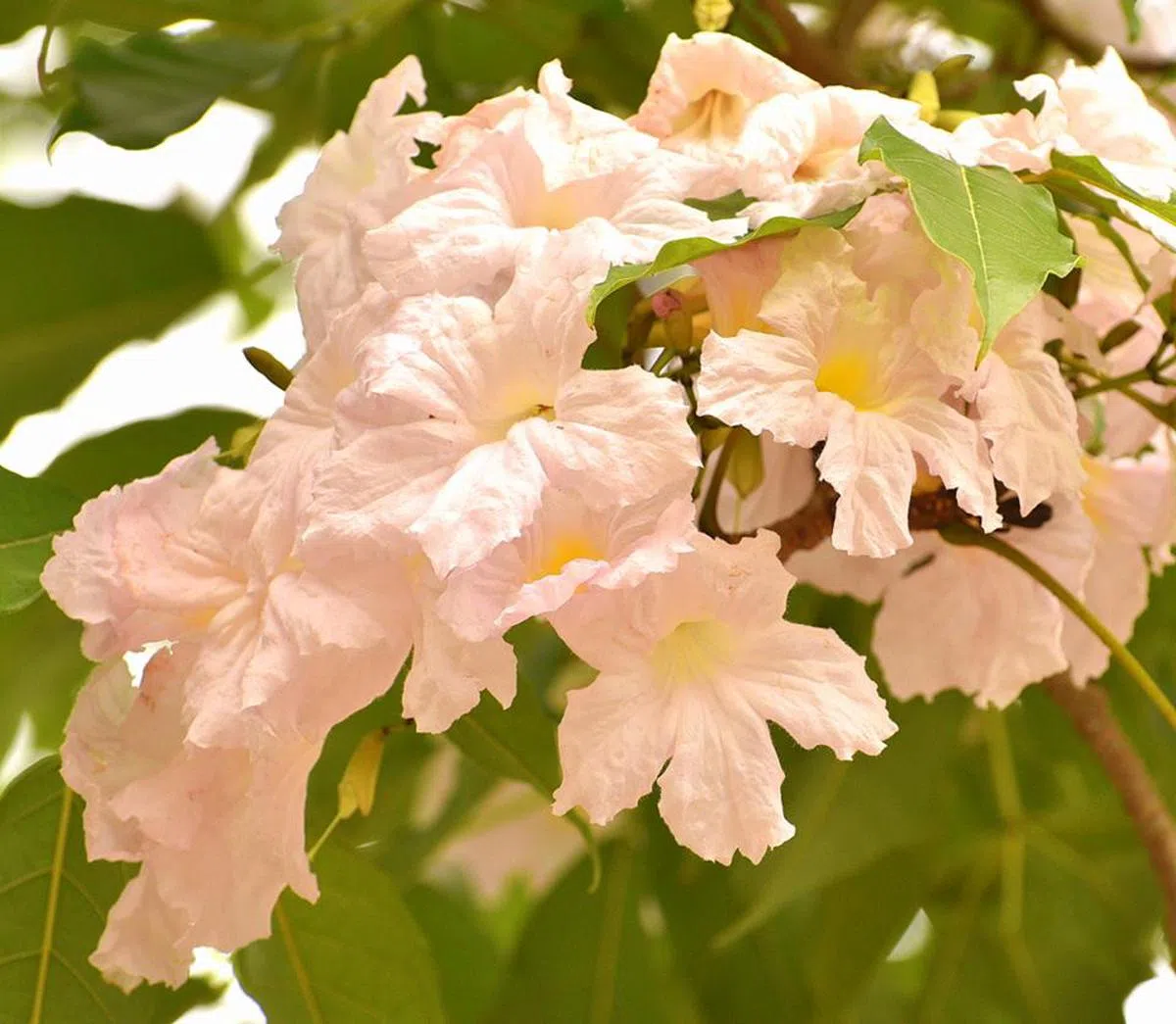  淡粉色风铃木。（国家公园局面簿） 