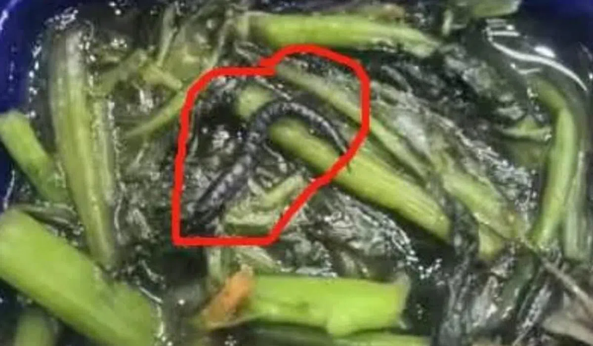 蔬菜里不但有小虫子，还有大虫子。（新加坡万事通）