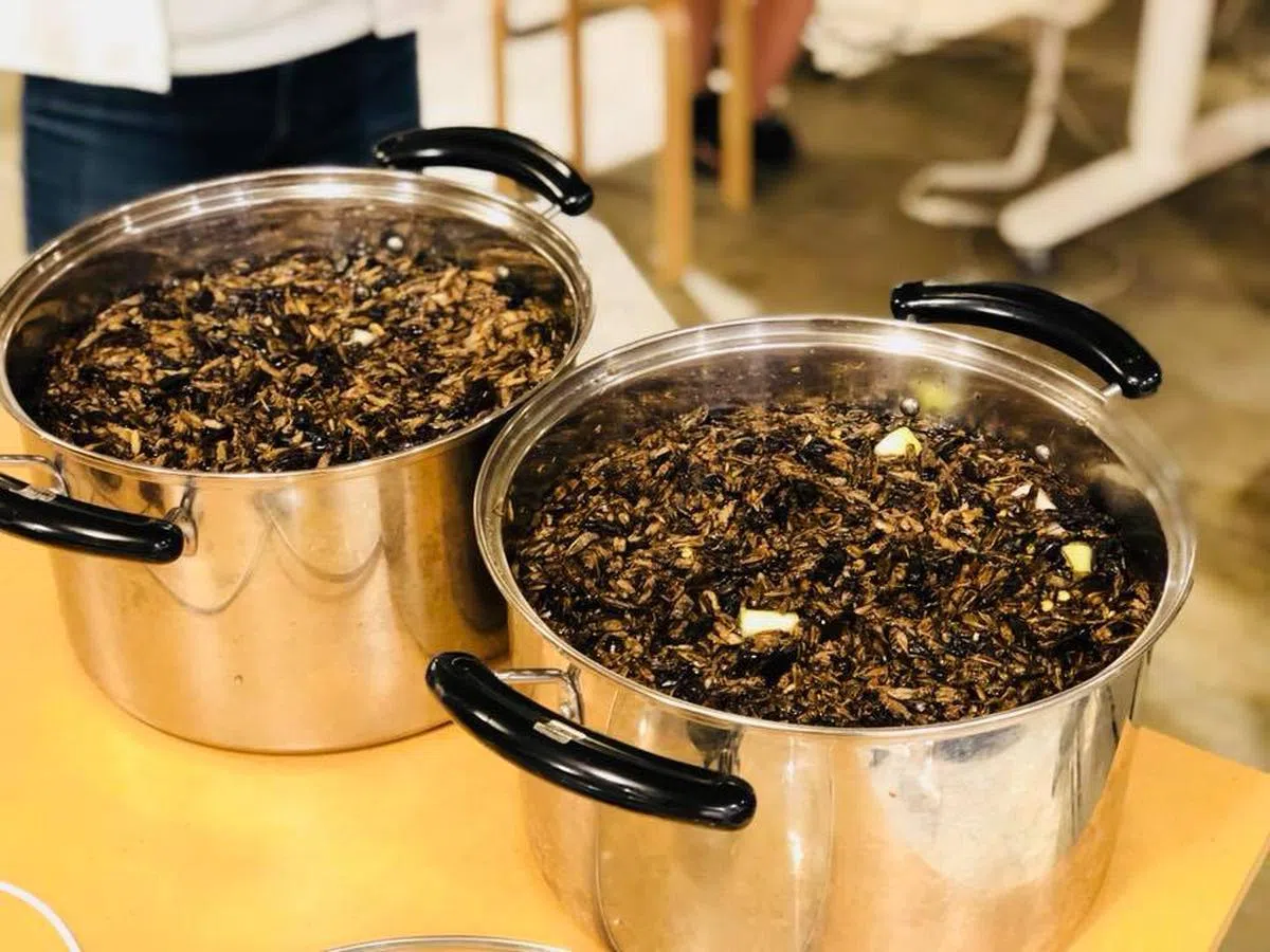  辛苦熬煮的蟋蟀汤底。（筱原祐太面簿） 