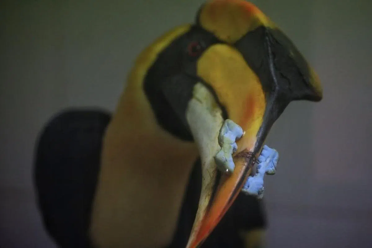  双角犀鸟的喙折断了，兽医用骨科使用的针把喙固定住并“包扎”起来，它目前待在病房休养。（海峡时报） 