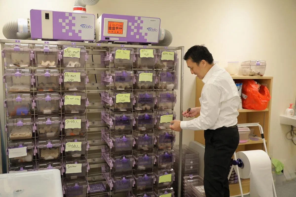 马达加斯加的发声蟑螂会发出“嘶嘶”的叫声，不是害虫，它不会飞，因此被一些人当宠物饲养。此外，它们的家庭结构紧密，父母会与子女长时间保持亲密接触。（海峡时报）