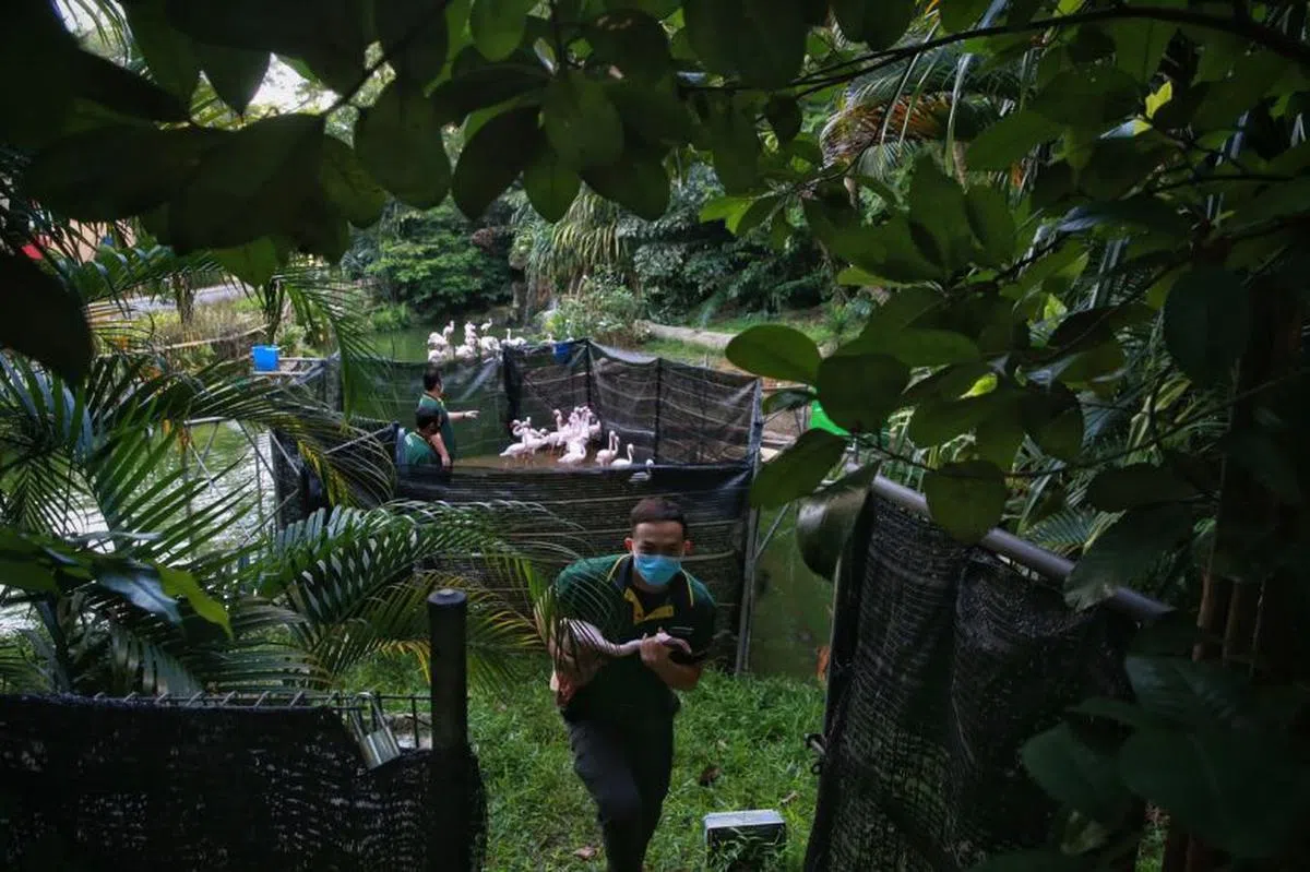  饲养员把湖里的小红鹳（lesser flamingo）运去打疫苗。（海峡时报） 