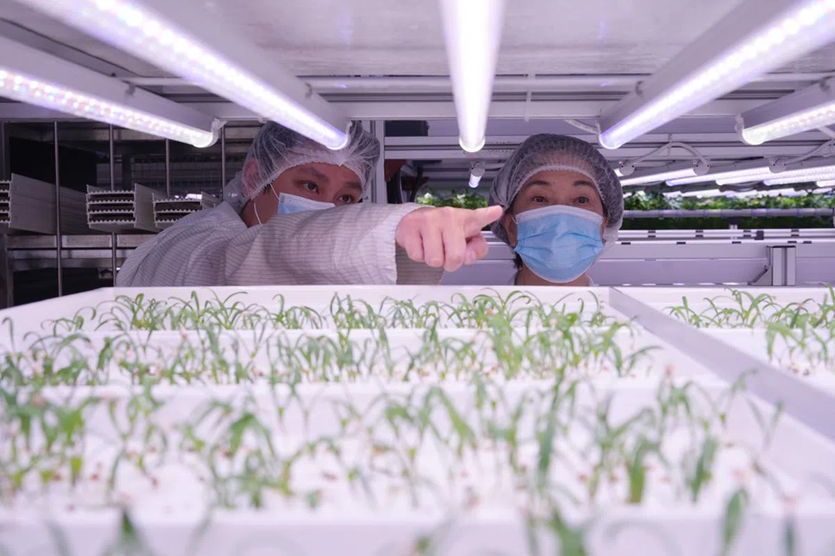 龙应台（右）今年6月来新，除了参加城市阅读节，也参观本地一家垂直农场。（联合早报）