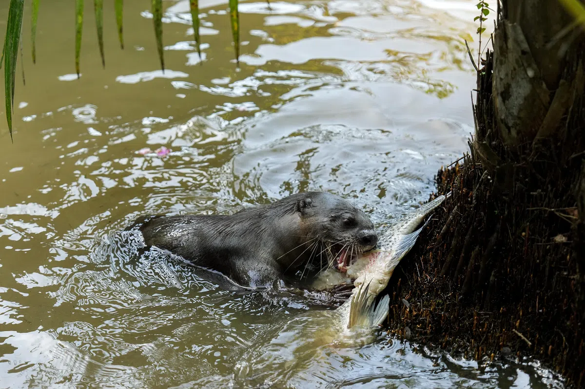 （Reddit用户 Fl00pyFlip）