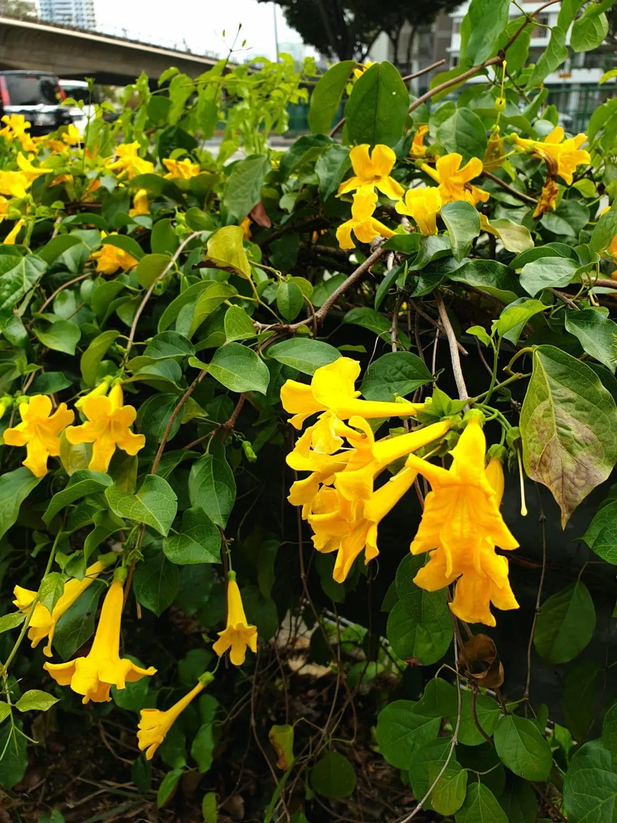  （国家公园局） 