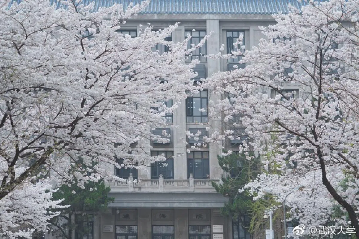  武汉大学校园里的樱花让整个校园蒙上了一层唯美。（武汉大学微博） 