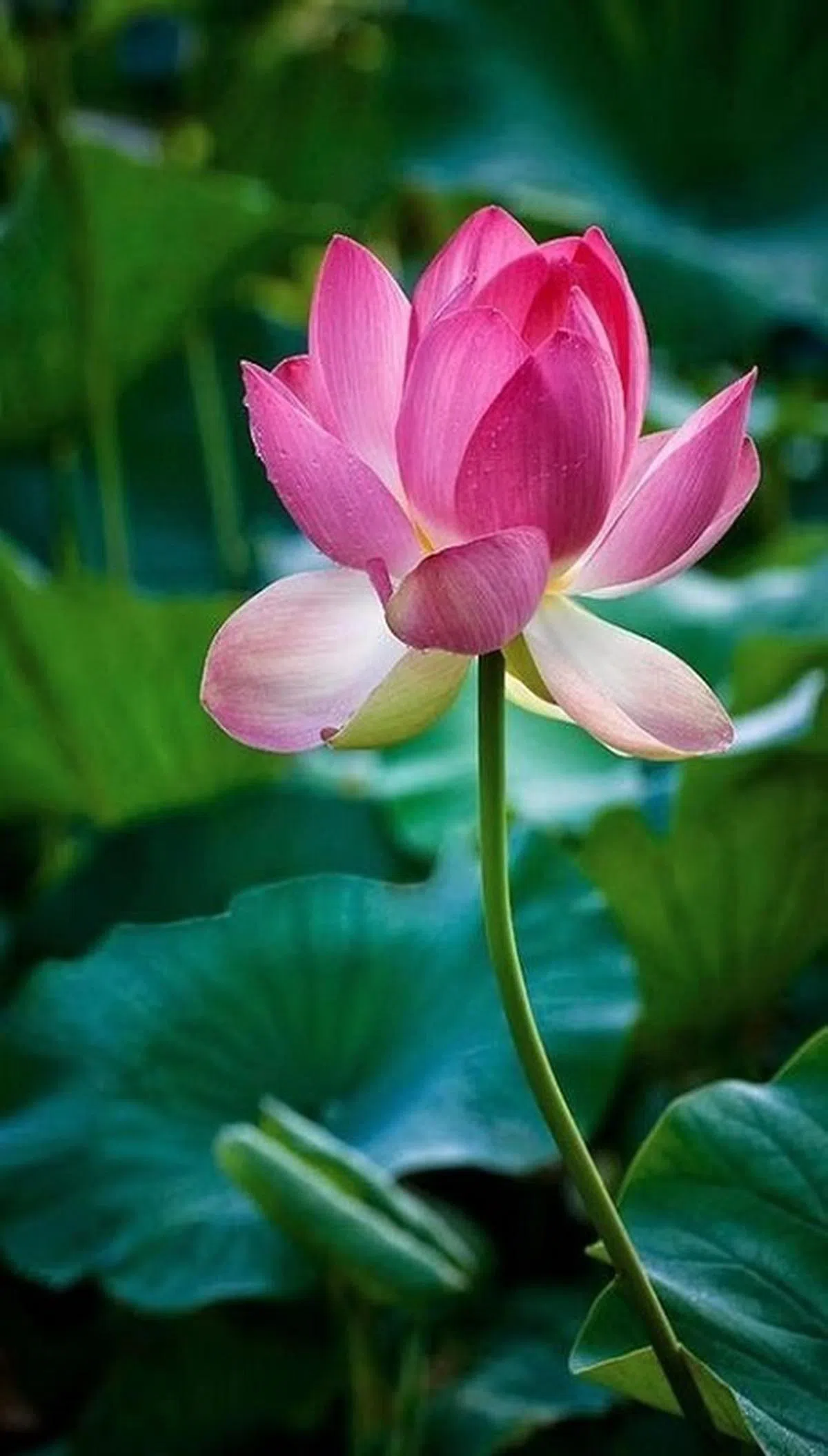  （Yuli Yang面簿） 