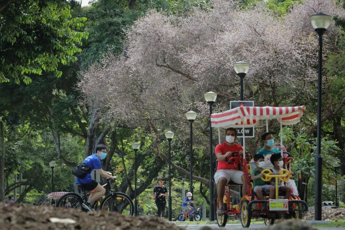 北半球9月刚入秋，新加坡却迎来“第二春”。（海峡时报）