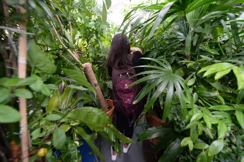 由于盆栽的枝叶过于茂盛，导致行人寸步难行。（联合晚报）