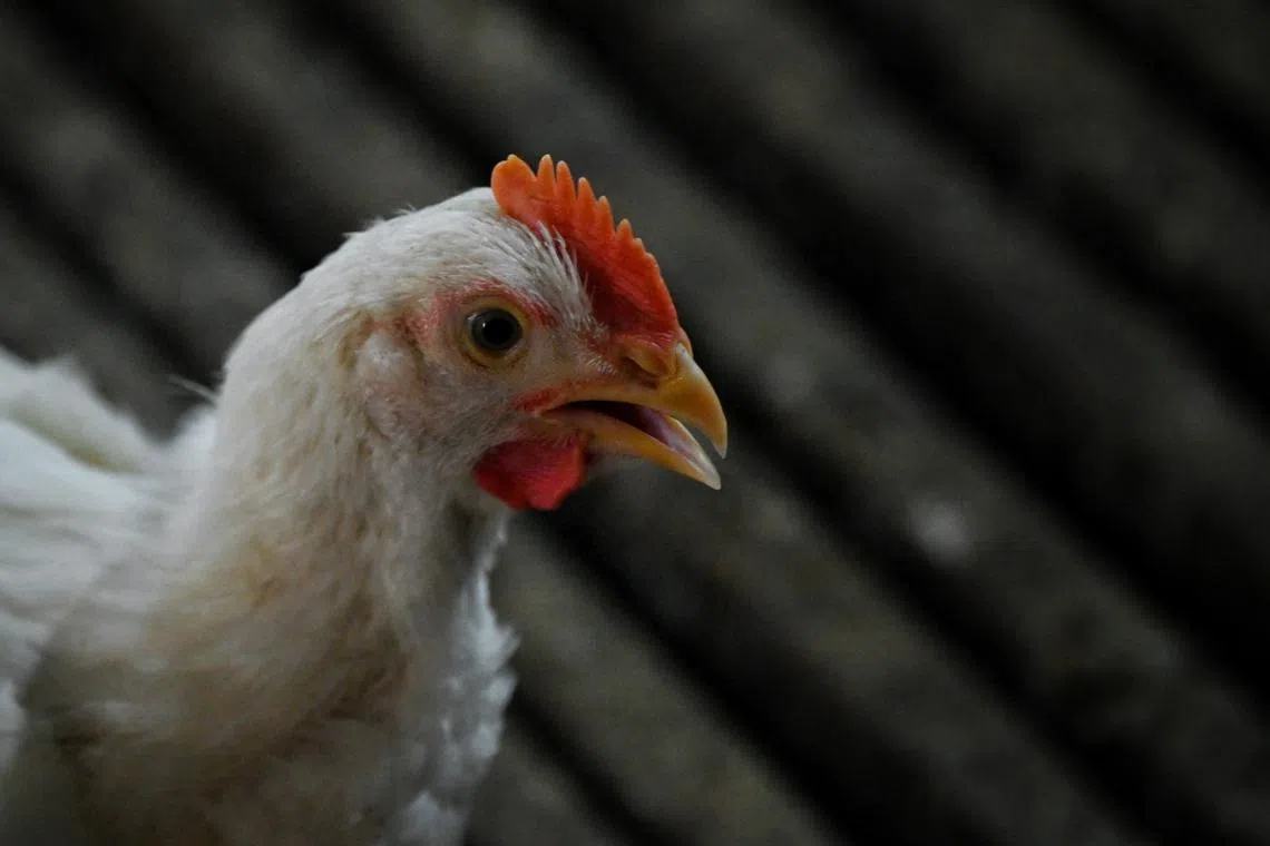 设计对白：“我向横发展，也有好几十年了！”（海峡时报）