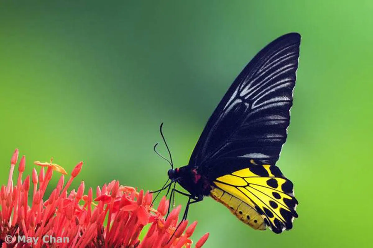   裳凤蝶。（互联网） 