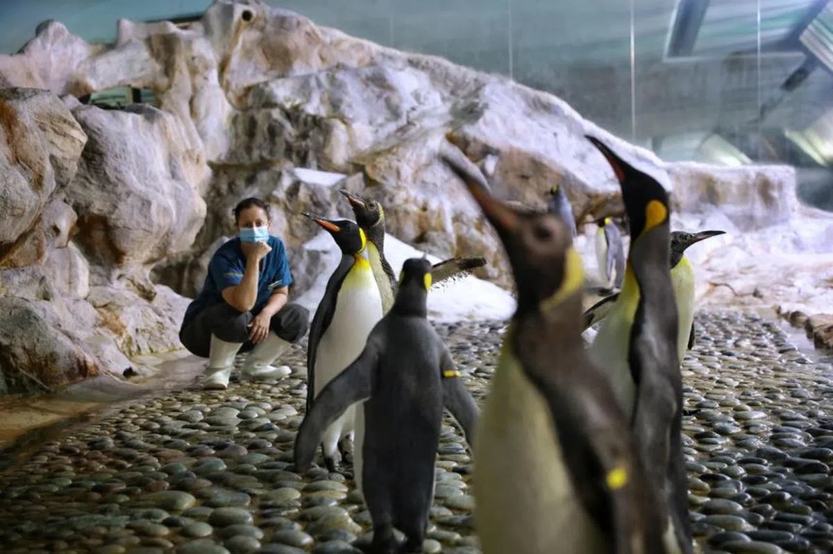  兽医Ellen Rasidi在观察年老王企鹅（king penguins）的步态。（海峡时报） 