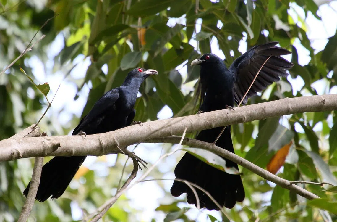 一树不能藏二鸟！当两只雄性噪鹃聚在一起，就会拍打翅膀和扇动尾巴来相互对抗。（联合早报）