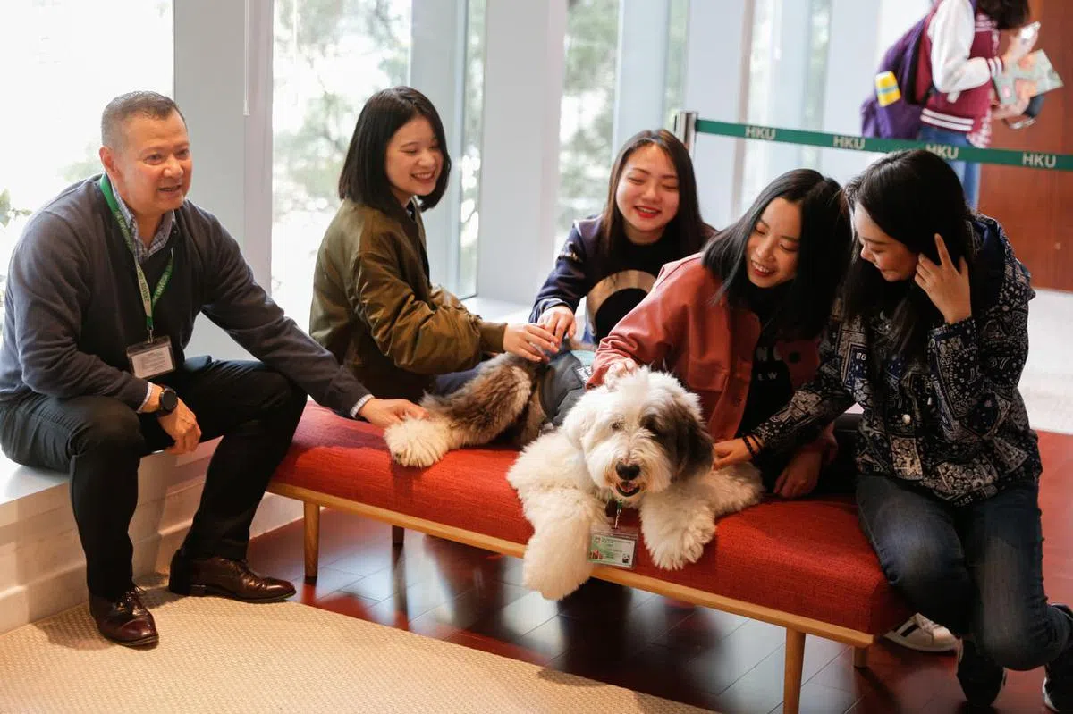  Jasper在港大图书馆里广受欢迎。（南华早报） 