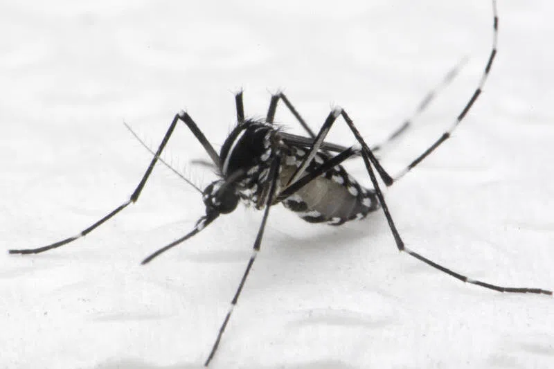 白纹伊蚊。