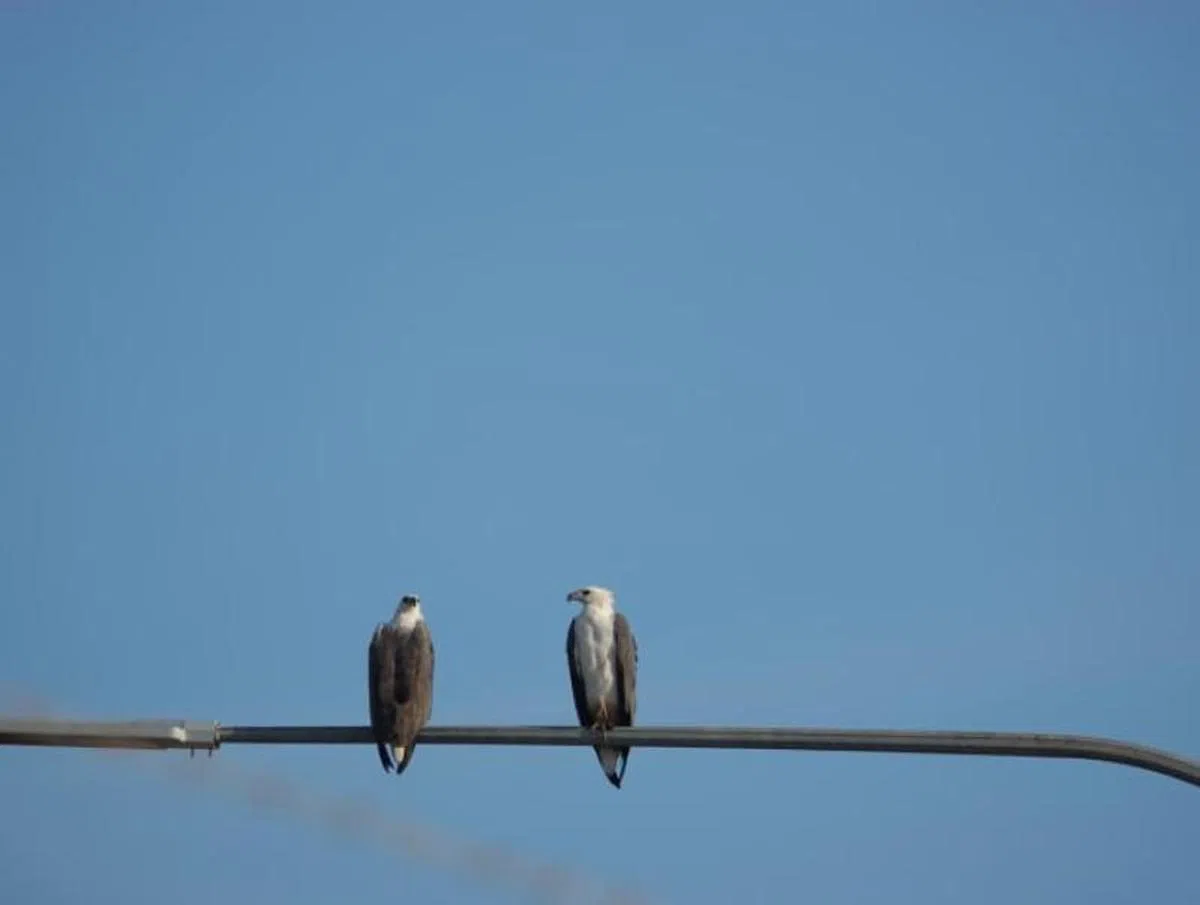 白腹海雕。（Mastermark Pte Ltd）