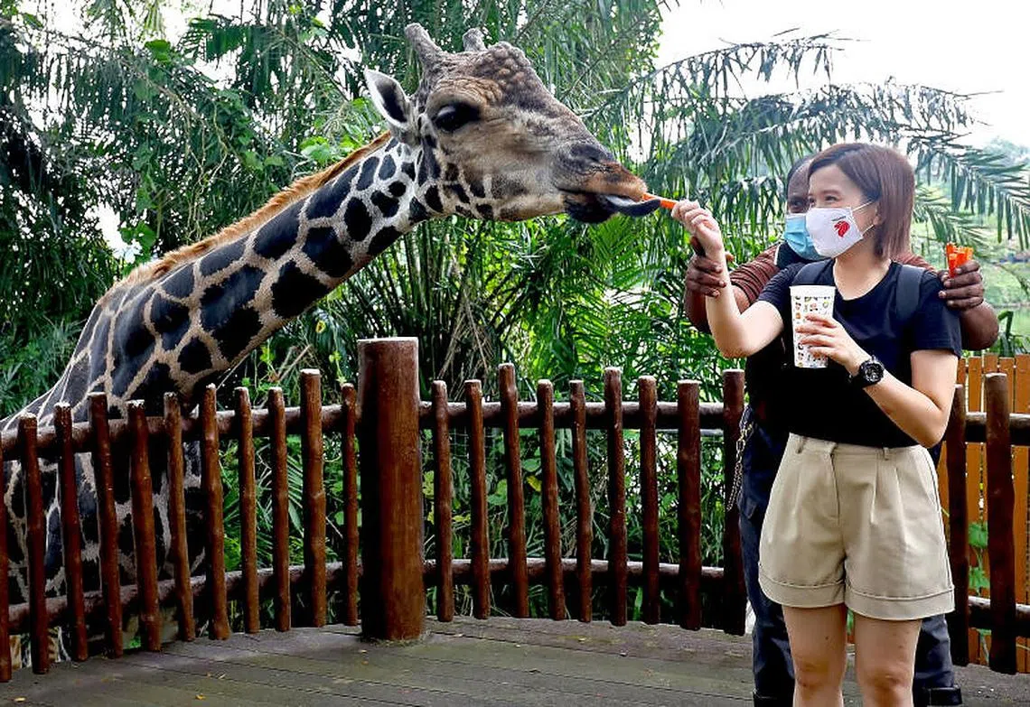 本地访客在新加坡动物园给长颈鹿喂食。（联合早报）
