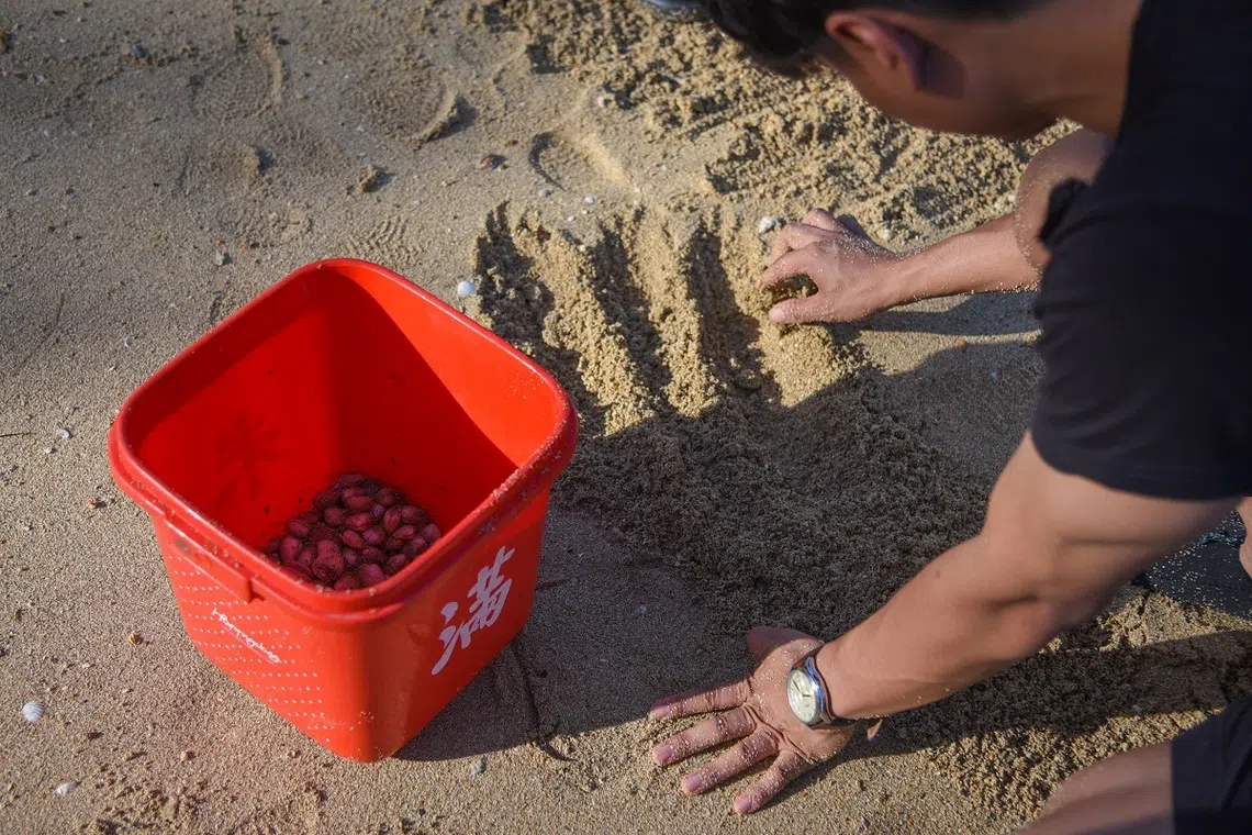 在魔鬼岛（Pulau Hantu）退潮时可以觅食蛤蜊。（海峡时报）