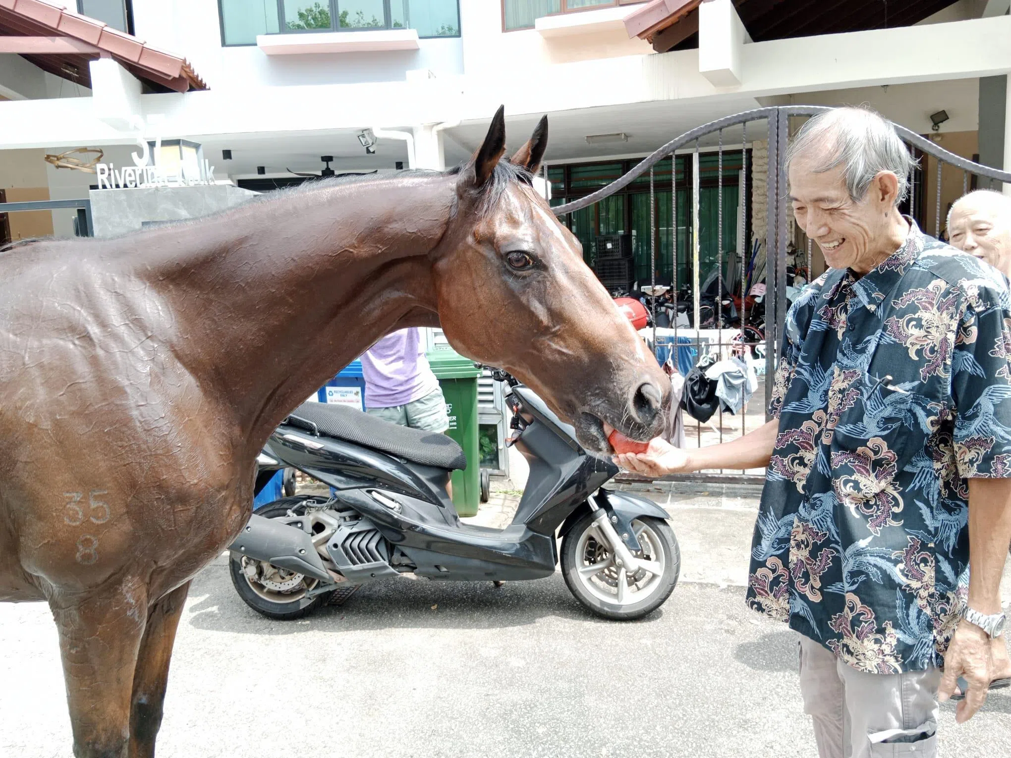 住在丽河径的居民庄先生（71岁）上午11时半回家时，看到一匹棕马在环路处的草丛吃草，现场大约有十多位居民围观。庄先生过后给棕马喂食苹果。