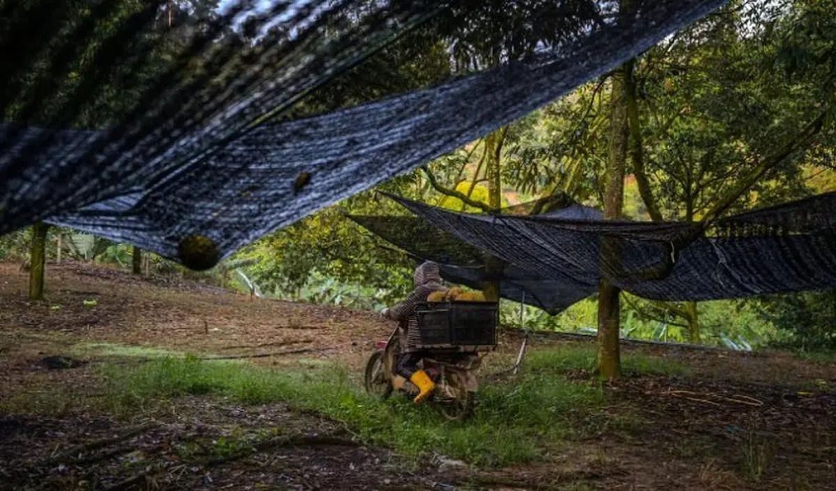 天不作美，导致榴梿产量大受影响。图为彭亨劳勿的一家榴梿园。（法新社）