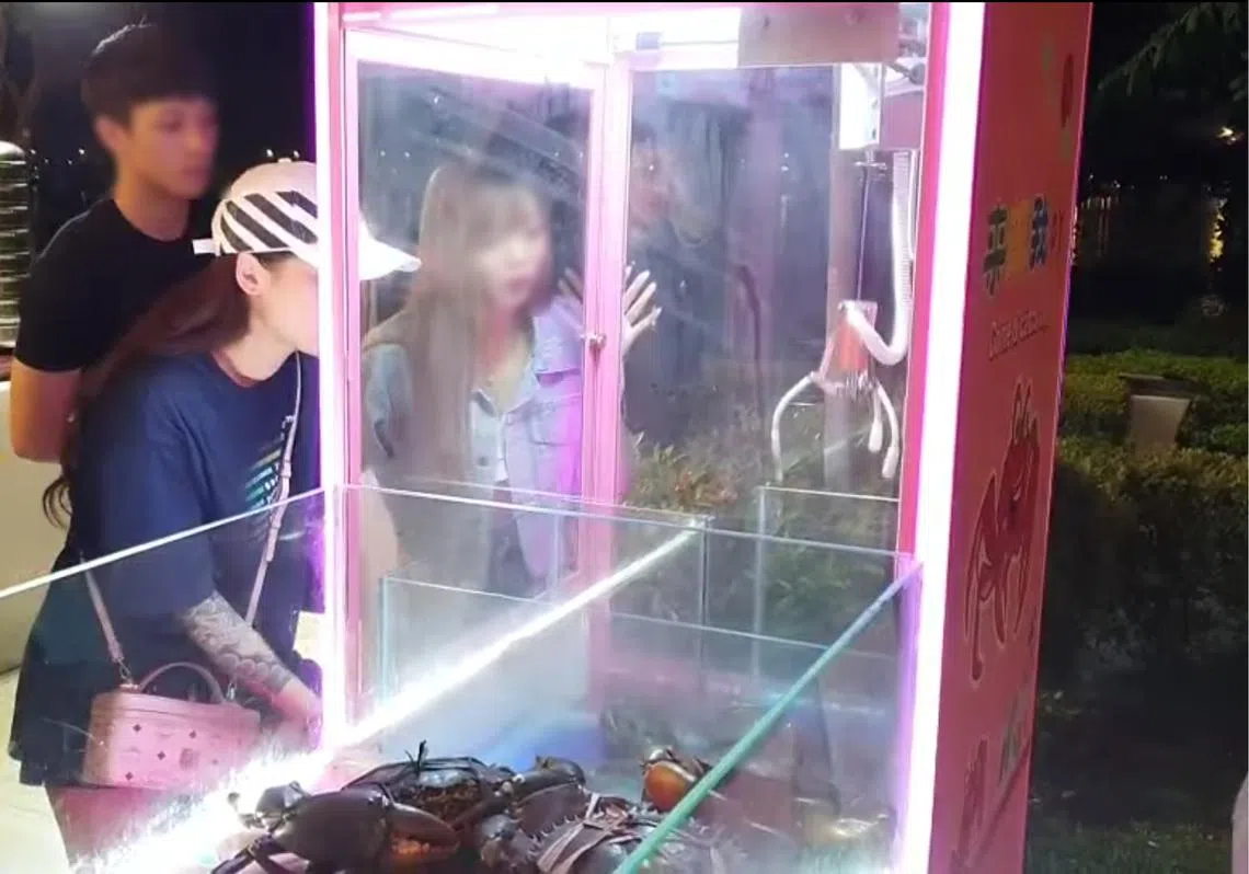 本地海鲜餐馆早前推出的夹螃蟹机被认为是在虐待螃蟹。（视频截图）