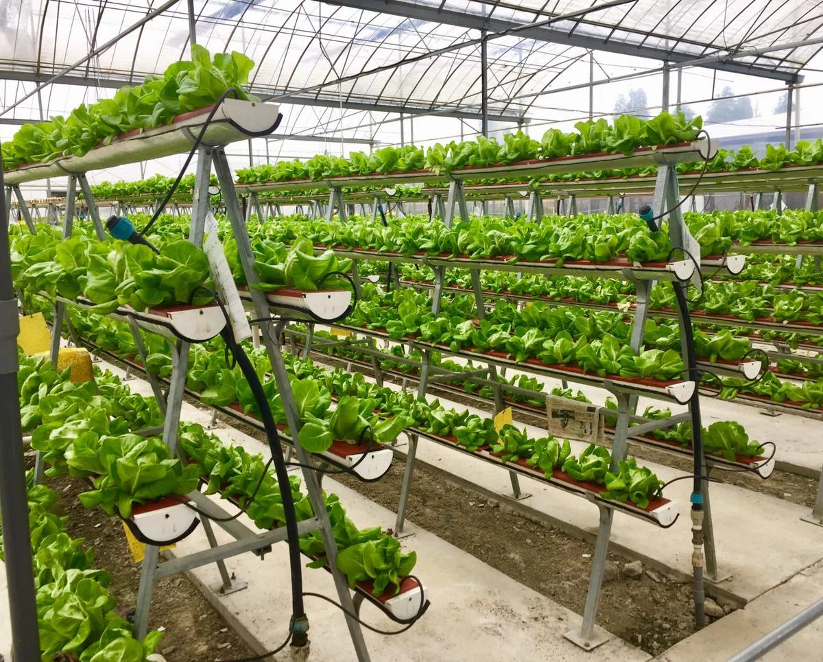  位于克兰芝一带的农场，多半利用高科技种植蔬菜。（互联网） 