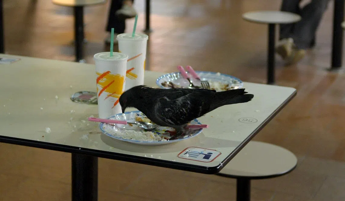 鸽子在小贩中心觅食。（海峡时报档案照片）