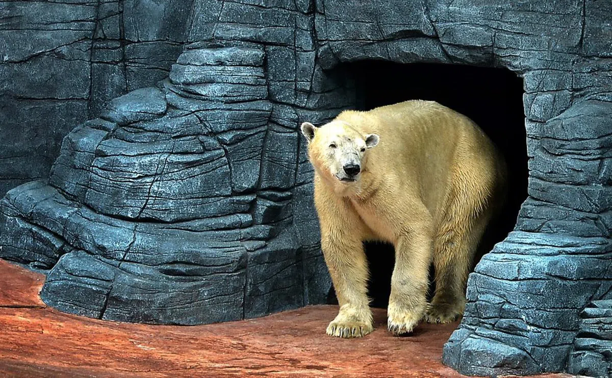 1990年于新加坡出生的北极熊伊努卡。（海峡时报）