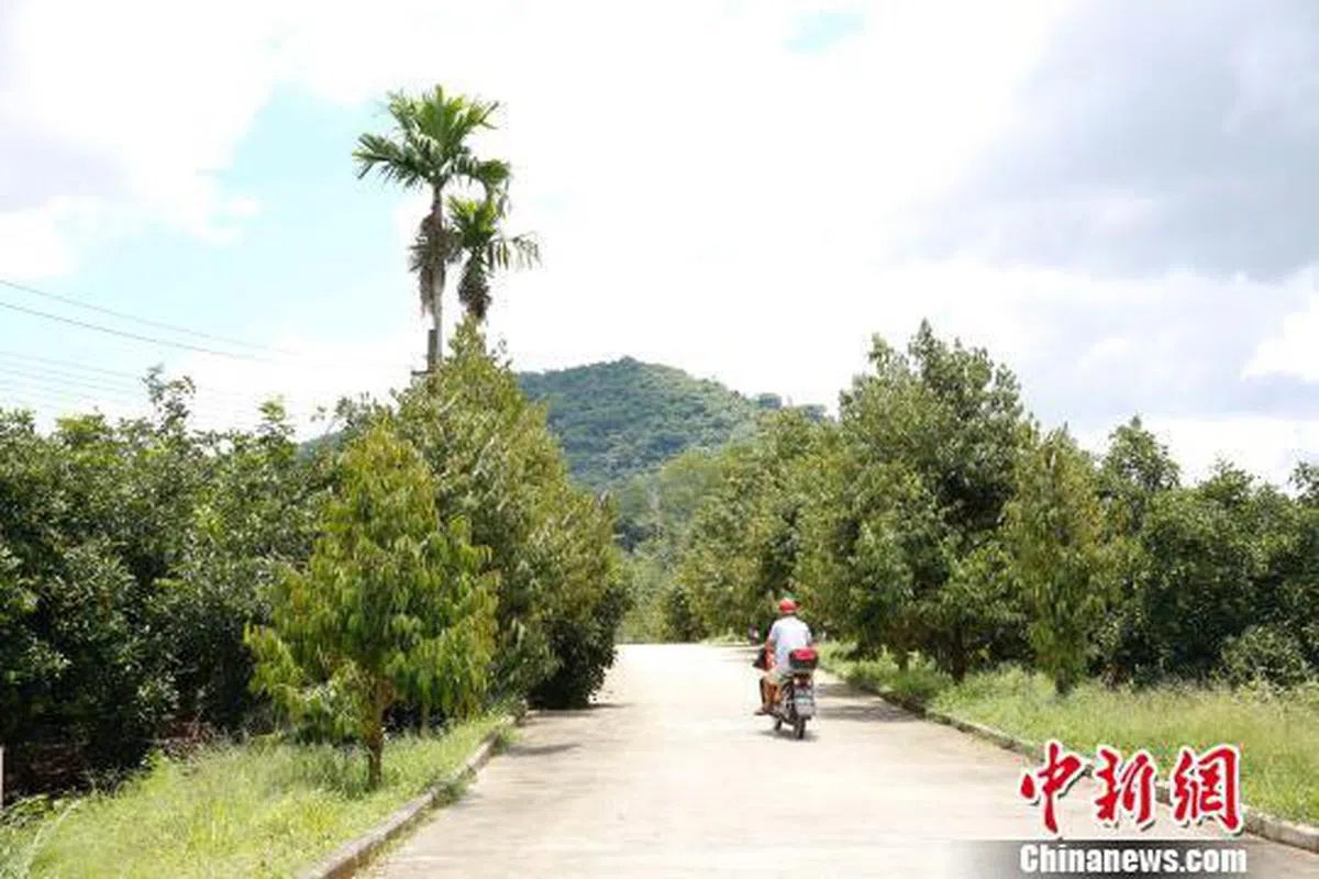  种在道路两边的榴梿树。（中新网） 