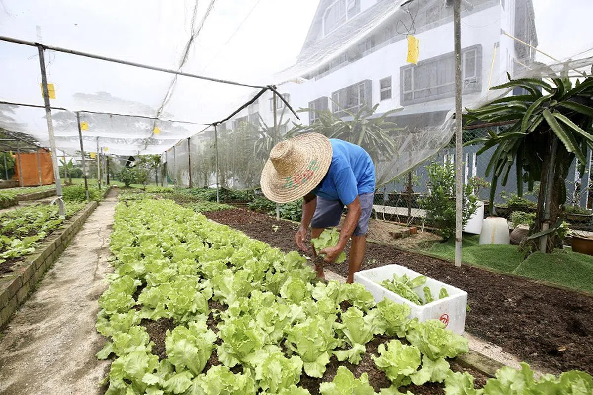 到了2030年，新加坡出产的农产品预计会占国人营养需求的三成。其中两成来自蔬果。（联合早报）