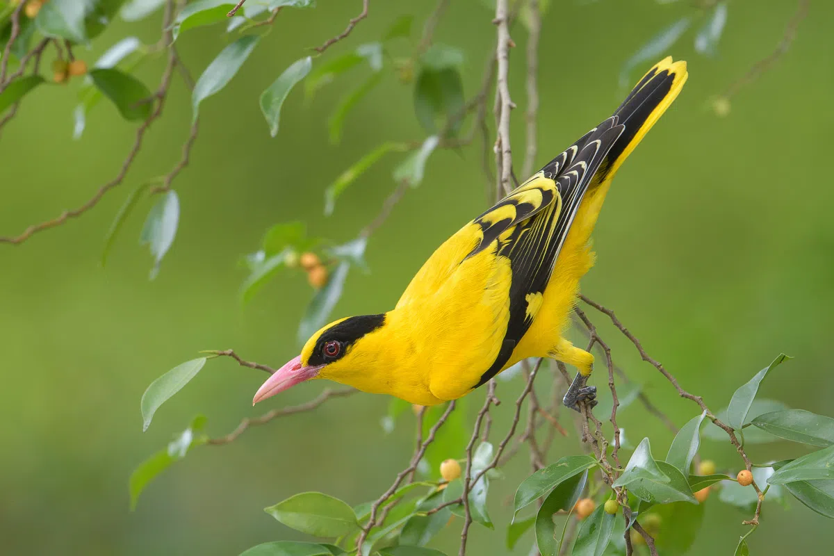  （Singapore Birds Project） 