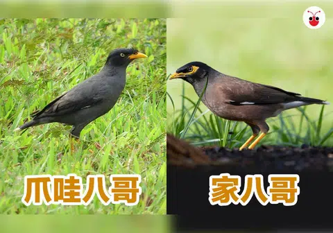 爪哇八哥（Javan Myna）（左图）的羽毛全黑，尾巴下方则呈白色，而羽毛偏褐色并有黄色眼眶的本地家八哥（Common Myna）（右图）不敌它来“抢滩”，爪哇八哥目前比家八哥多20倍。（联合早报档案照片／叶元新提供）