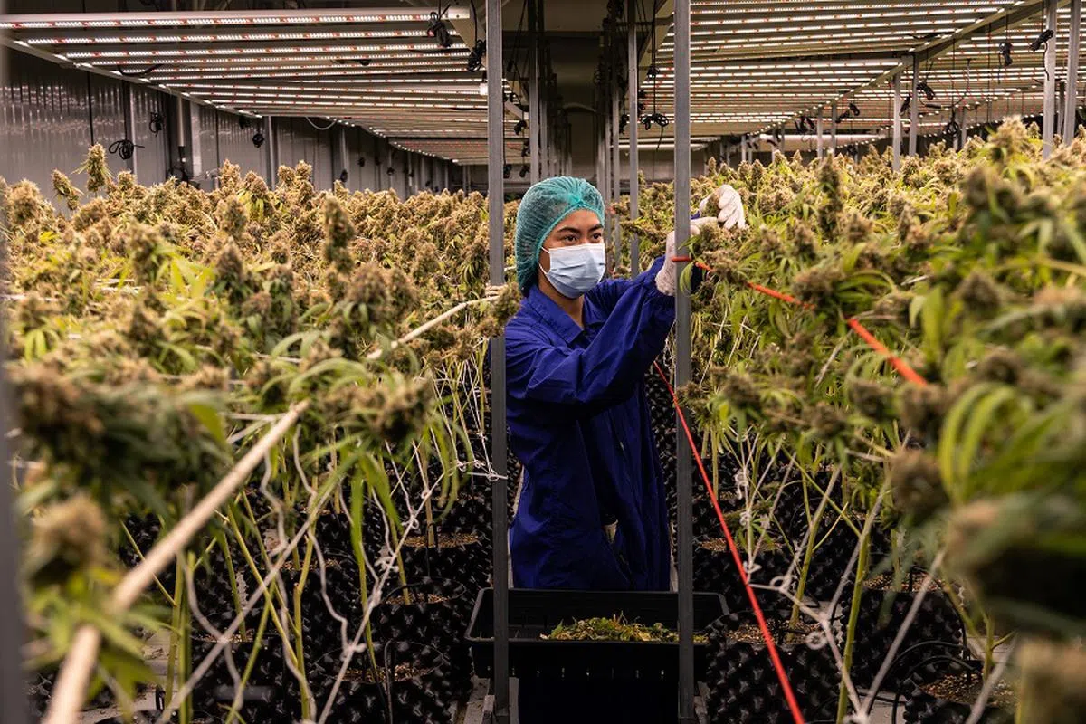 泰国的大麻种植场。（彭博社）