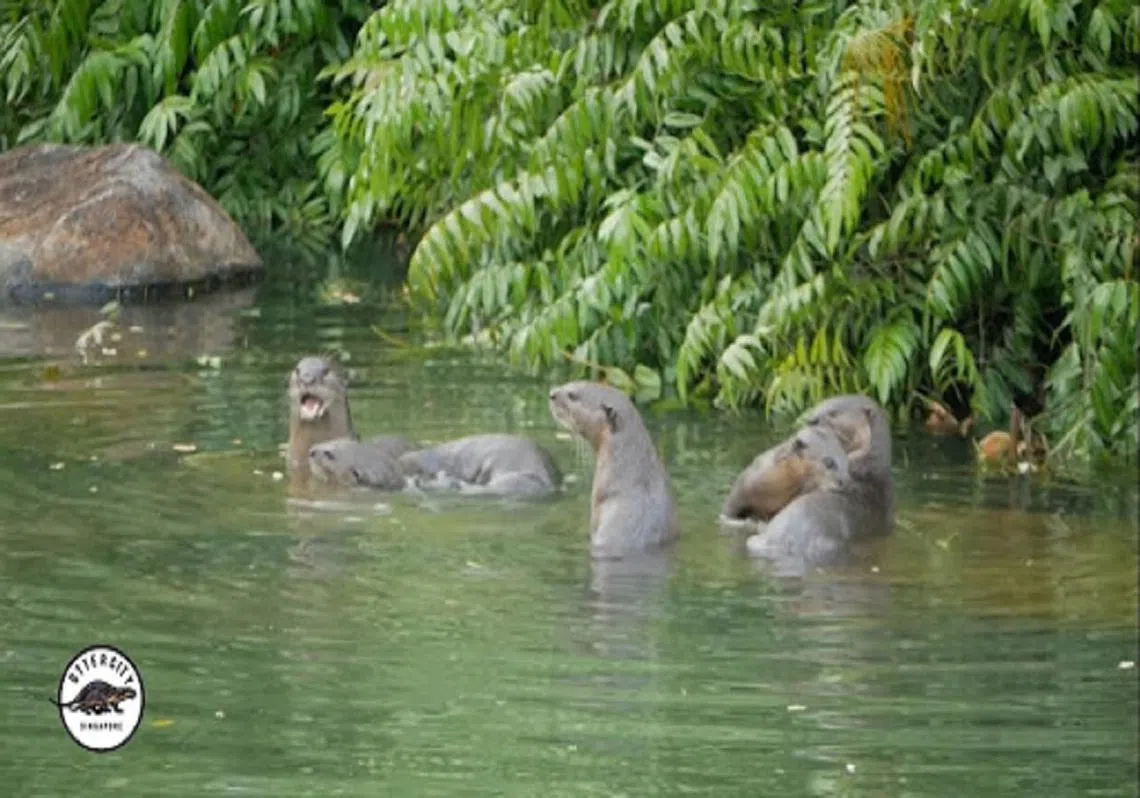 （Ottercity面簿视频截图）