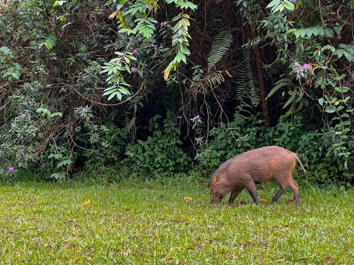2020年，小野猪进城觅食。（联合早报）