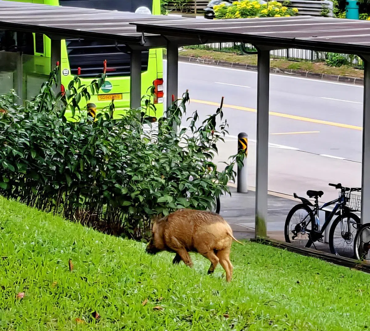 万吉路第270座组屋前的巴士站，常有野猪出没觅食。（互联网）