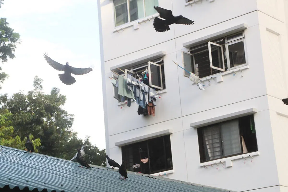 组屋区的鸟儿。（新明日报）
