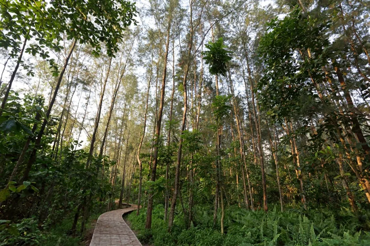  科尼岛的丛林小径。（NParks） 