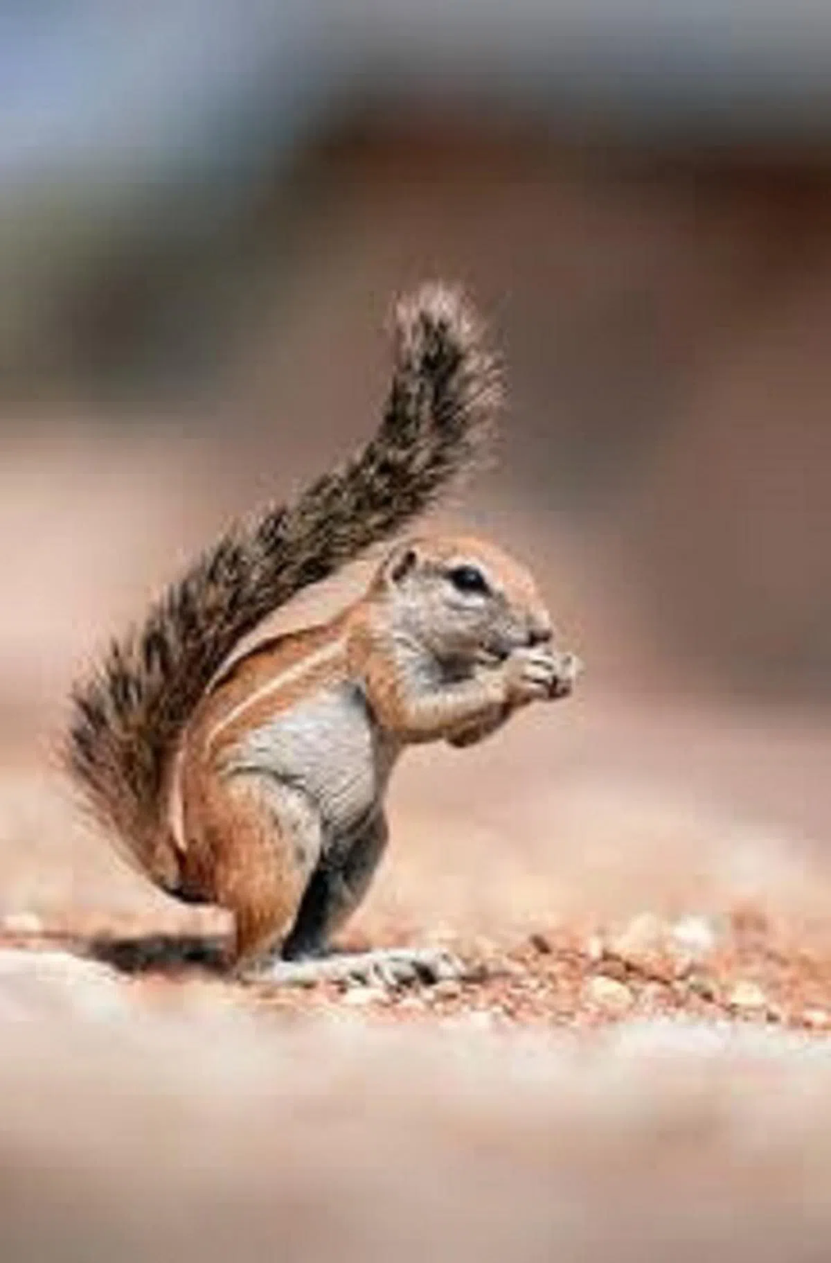  一只小松鼠也在河岸出力搬运沙粒填河。（互联网） 