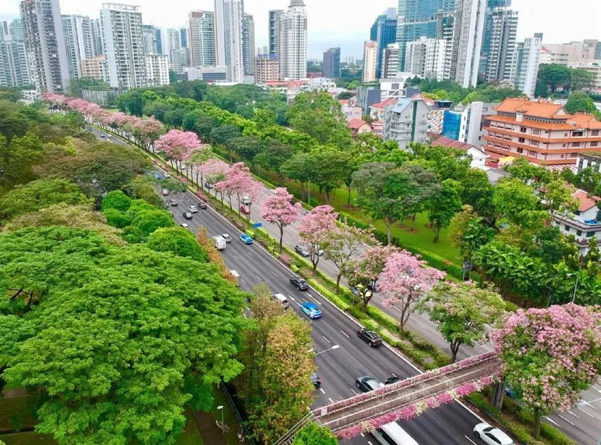  新加坡的中央快速公路（CTE）上出现一条罕见的“樱花带”。（NParks国家公园局面簿） 