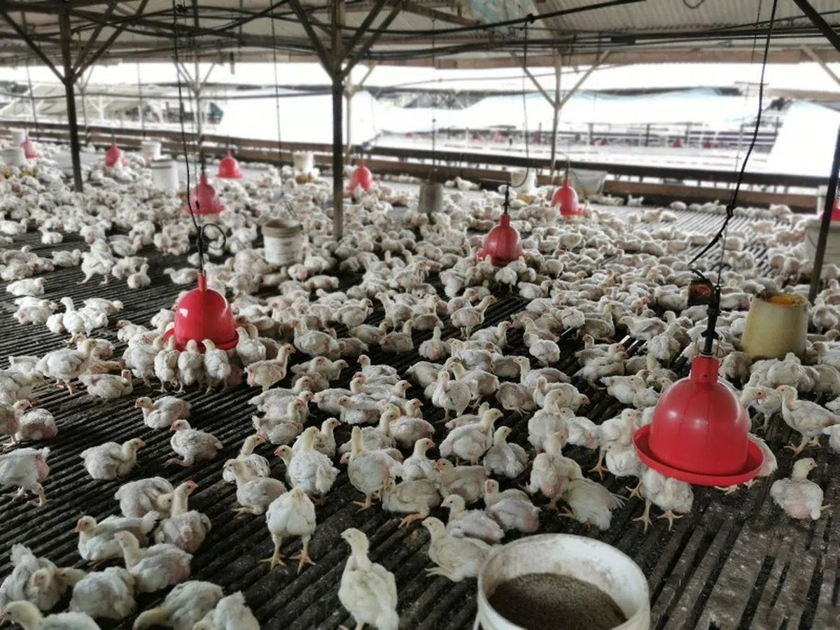 炎热天气造成马来西亚柔佛州养鸡场的鸡只成长缓慢，肉鸡供应可能减少两成。（星洲日报）