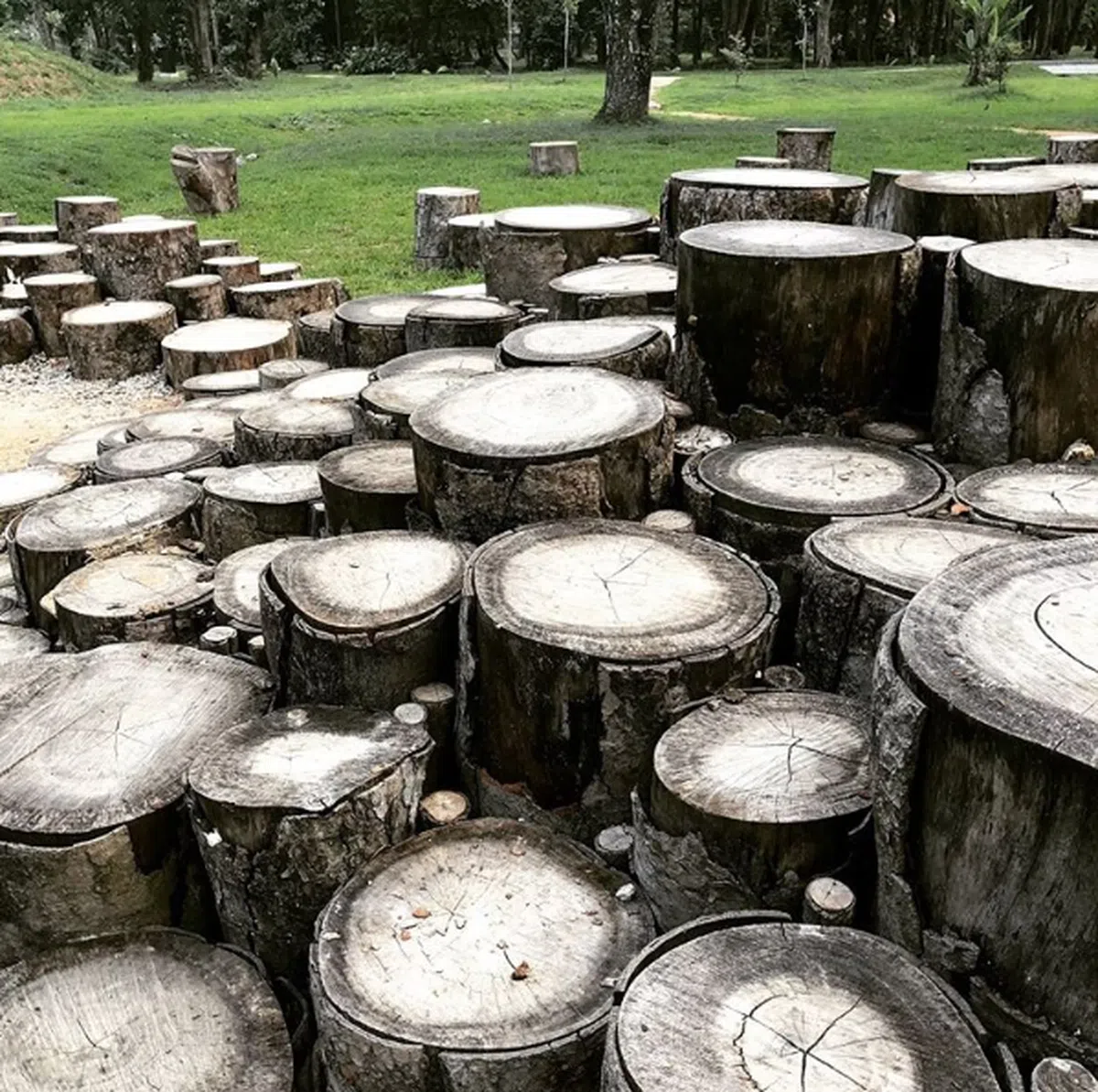  别出心裁的树桩步道。 