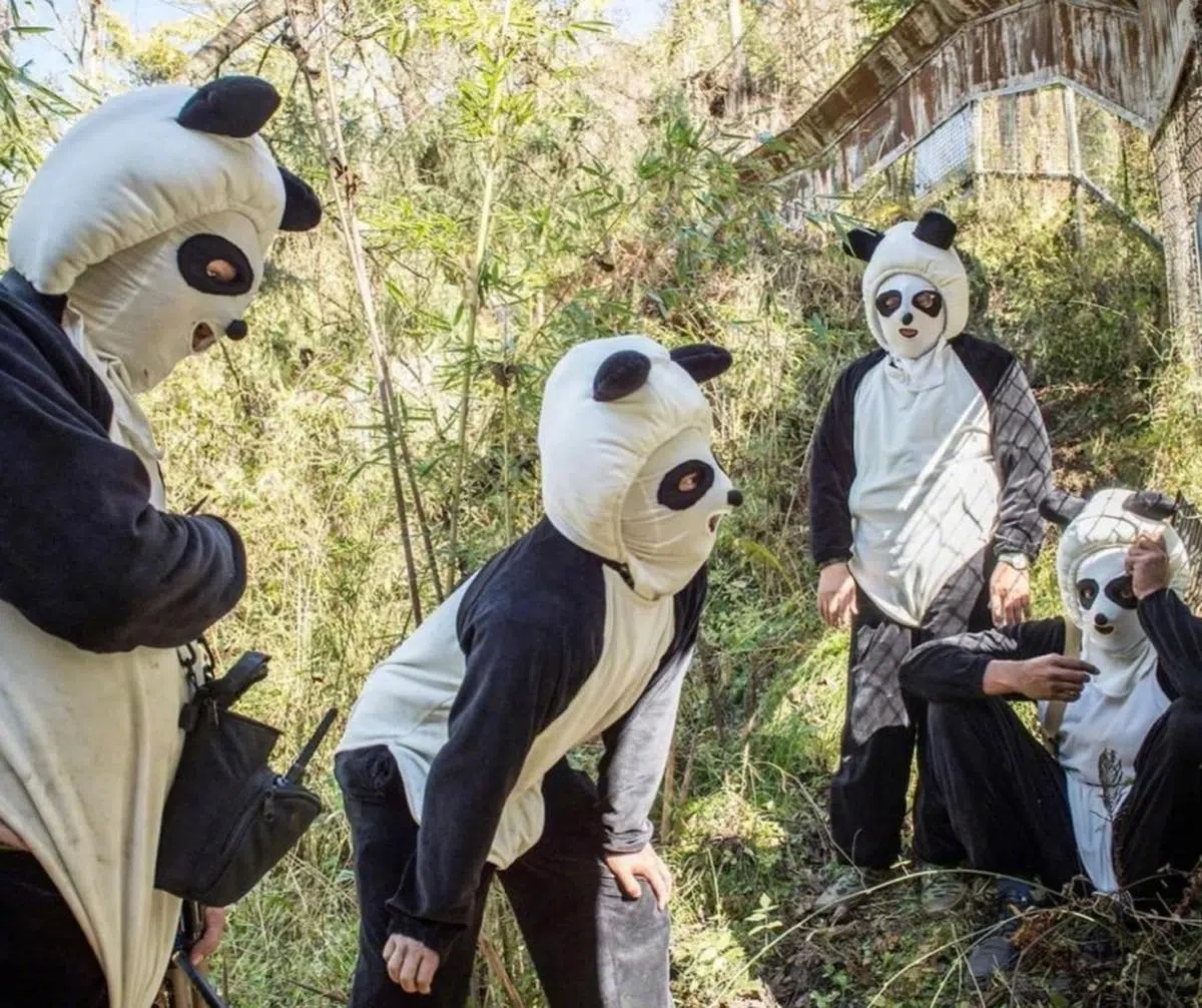 在部分网民看来，穿上熊猫装的培育员样子其实还有点吓人。（取自微博）