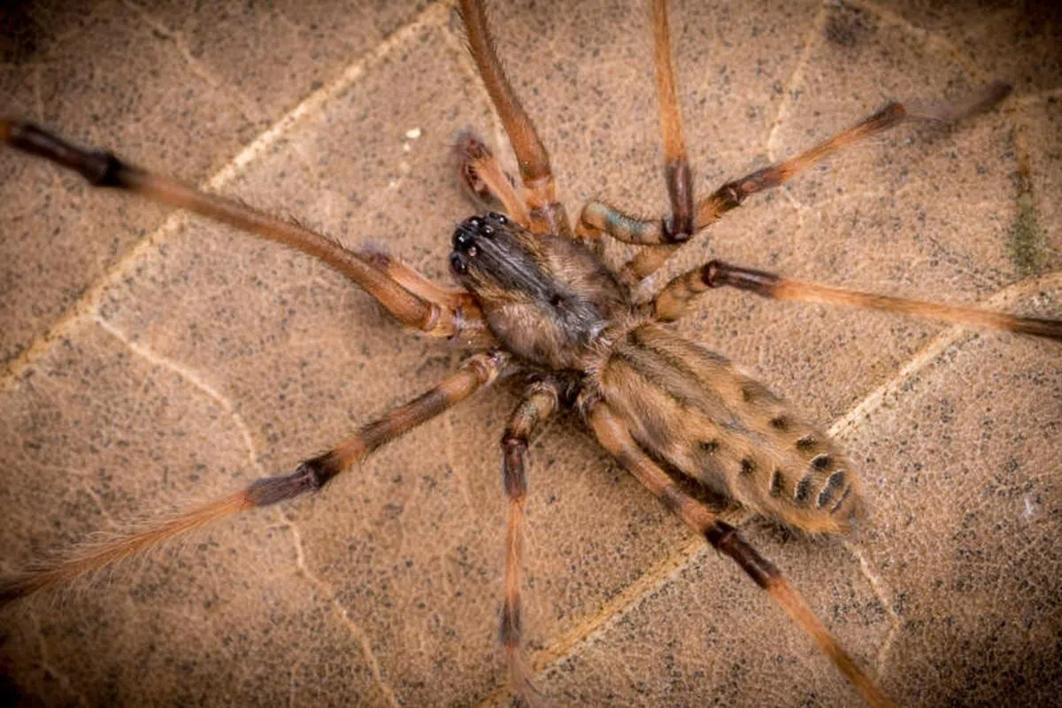 经过一番认证和研究后，身上花纹类似狸猫尾巴的狸褛网蛛（Raccoon pseudo-orb weaver），2018年初获正式收录为本地物种之一。许国丰花了三十到四十年的时间寻找它在本地的踪迹。他指出，这个品种的蜘蛛在马来西亚和印度尼西亚都曾被寻获，他猜测本地也会有，因此开始漫长的寻找之路。（国家公园局提供）