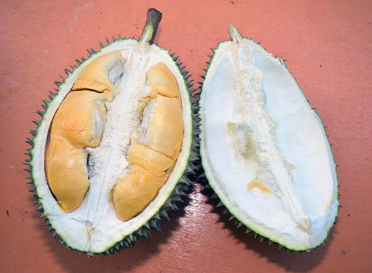  用顺着榴梿壳流下的清水洗手、漱口，就可以淡化榴梿味。（联合晚报） 