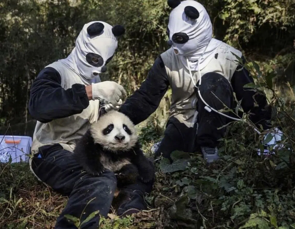 穿上熊猫装的工作人员，和看似满脸狐疑的小熊猫。（取自微博）